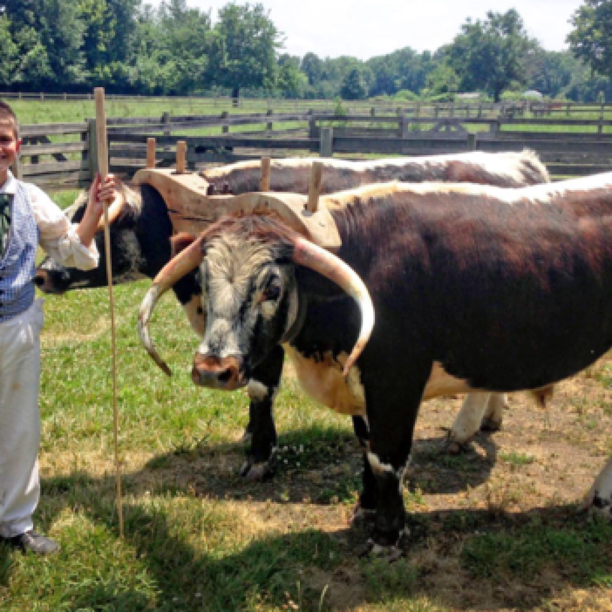 a person standing next to a cow
